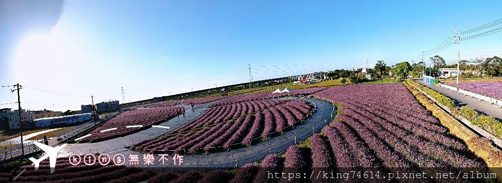 ［楊梅 景點］［ 仙草花節］2021 桃園仙草花節 延至12／12！