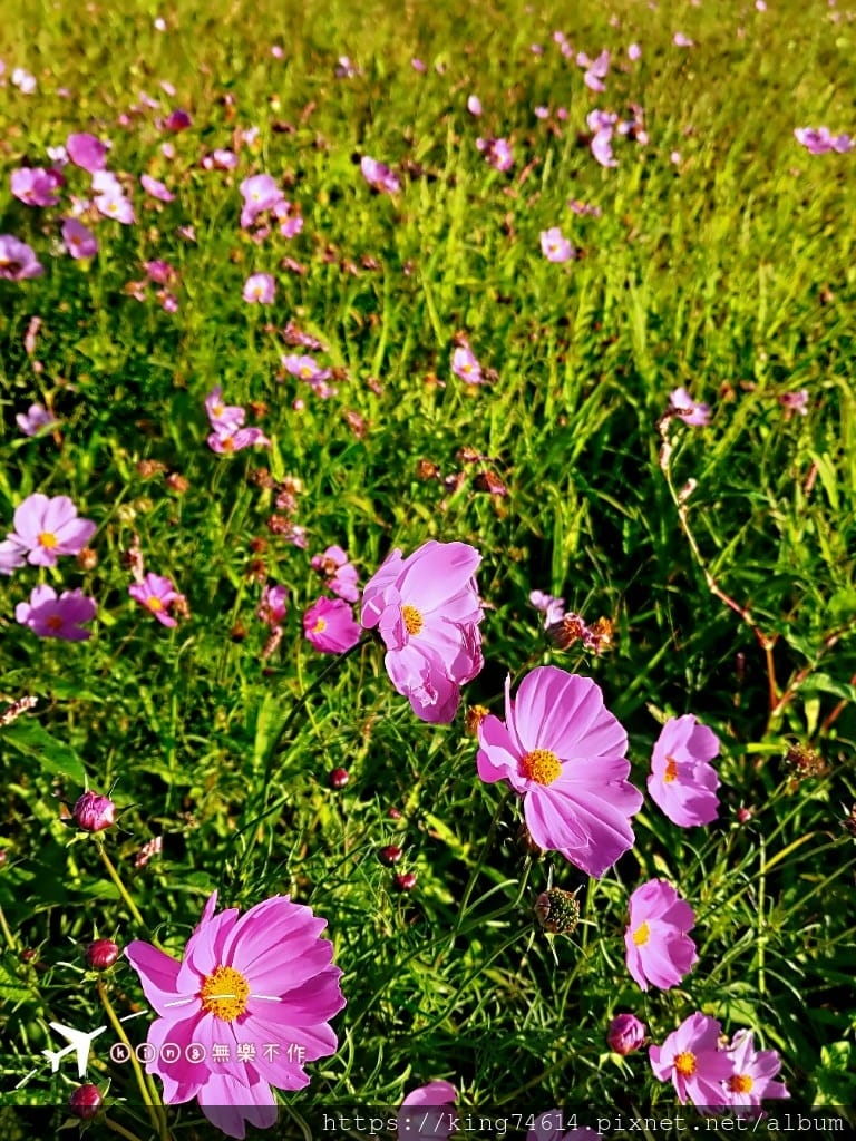 ［楊梅 景點］［ 仙草花節］2021 桃園仙草花節 延至12／12！