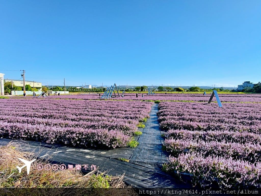 ［楊梅 景點］［ 仙草花節］2021 桃園仙草花節 延至12／12！