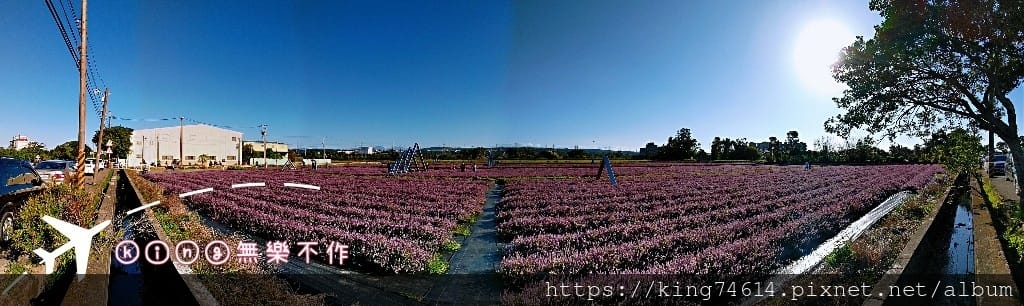 ［楊梅 景點］［ 仙草花節］2021 桃園仙草花節 延至12／12！