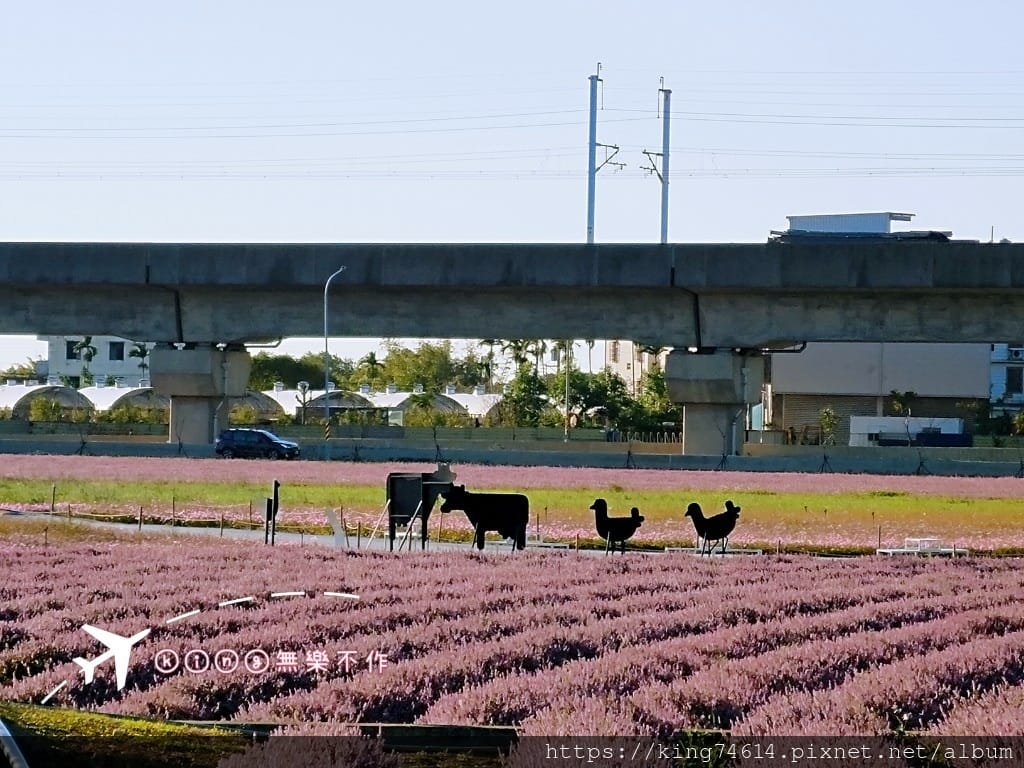 ［楊梅 景點］［ 仙草花節］2021 桃園仙草花節 延至12／12！