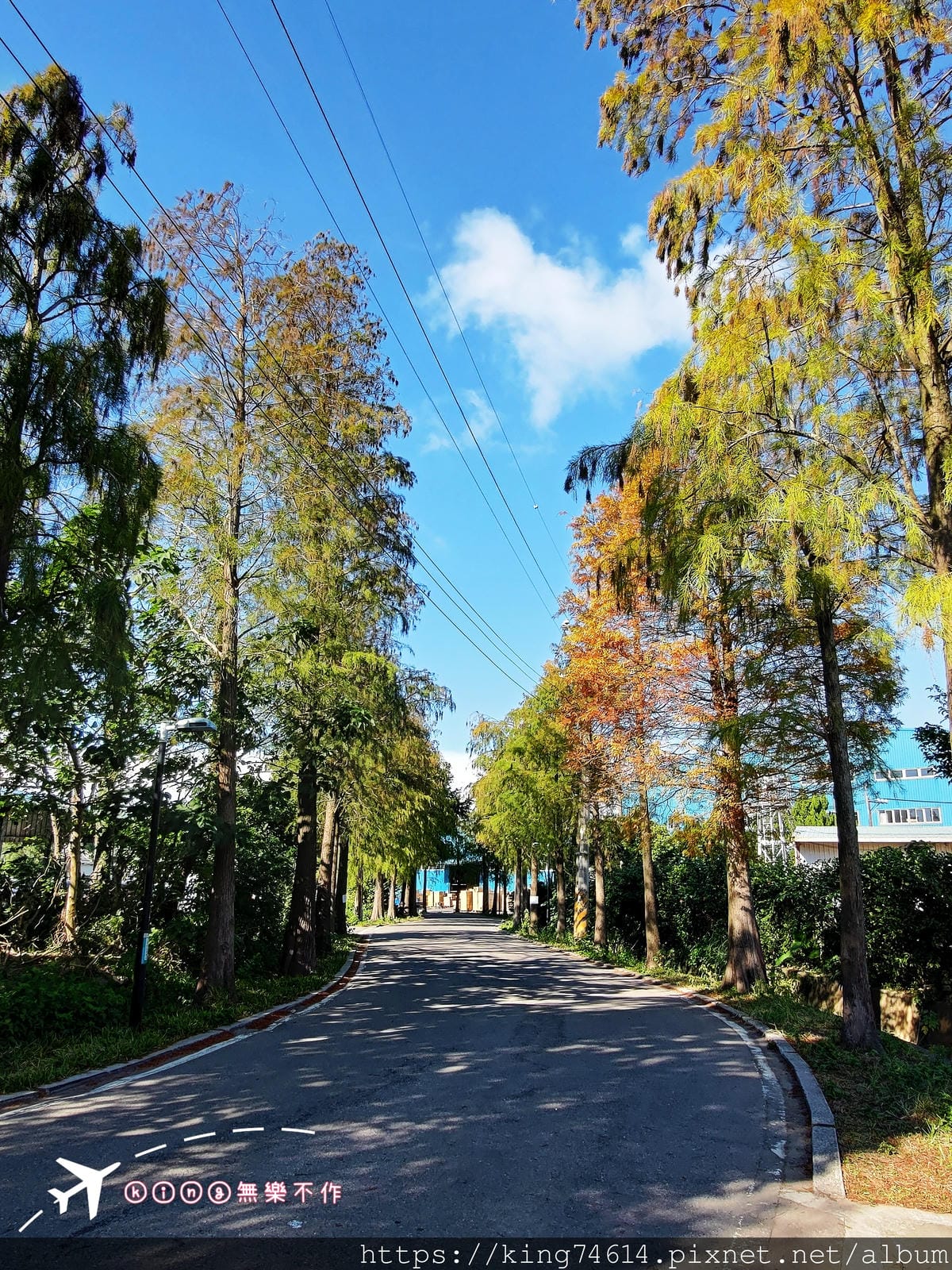 ［大溪 景點］［落羽松］偽出國~走訪落雨松大道