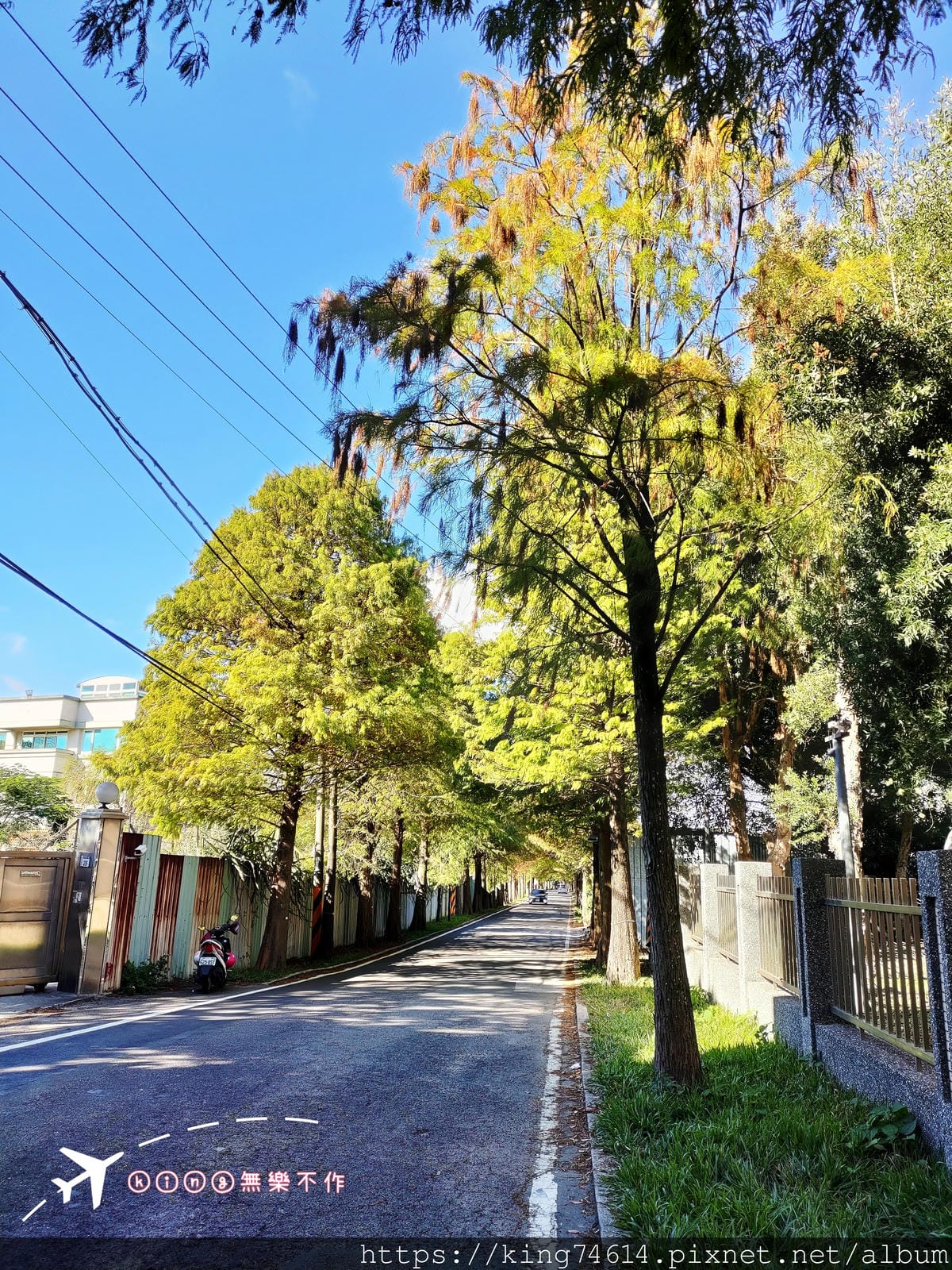 ［大溪 景點］［落羽松］偽出國~走訪落雨松大道