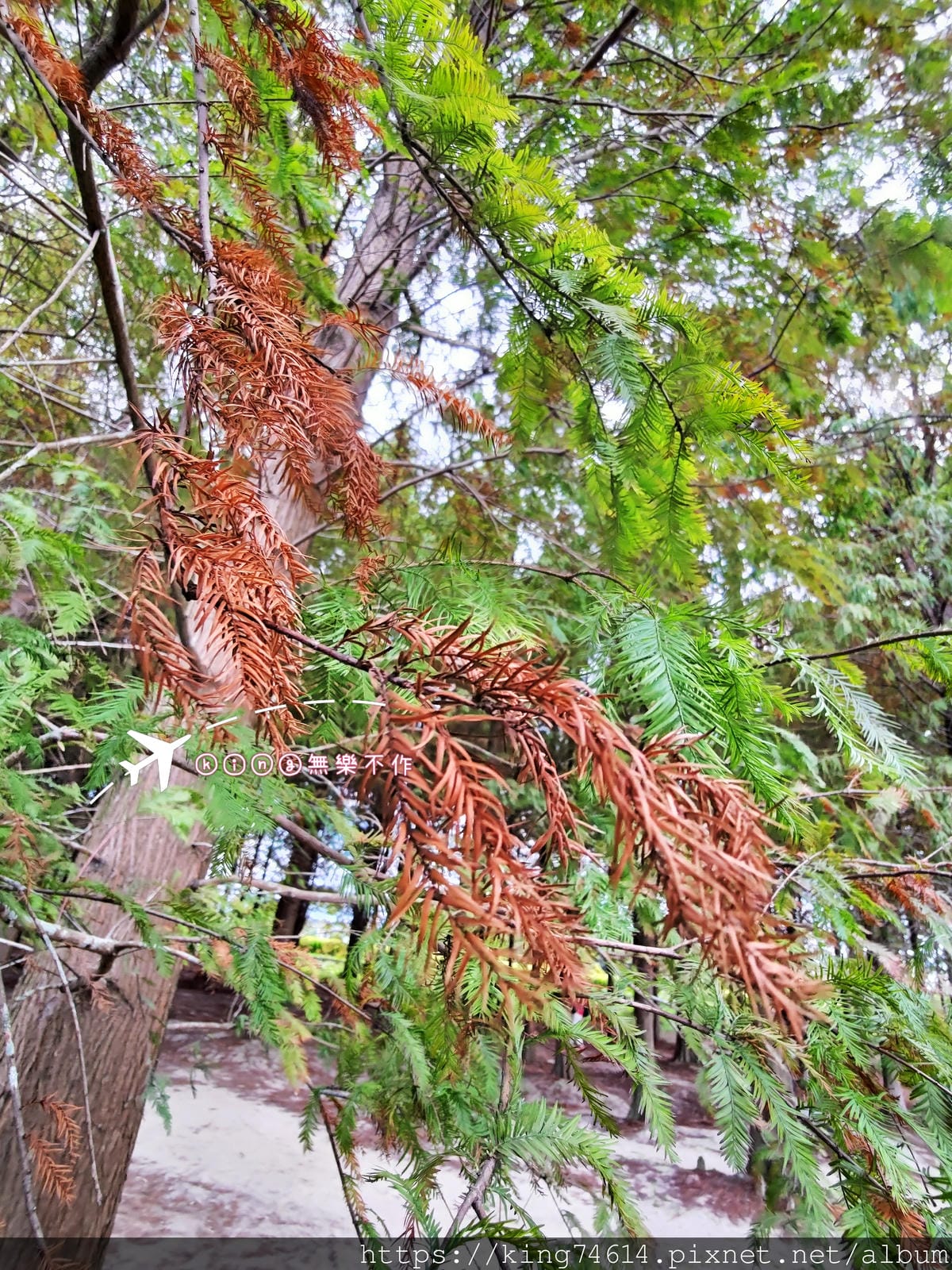 ［八德 景點］ ［落羽松］南興落羽松森林