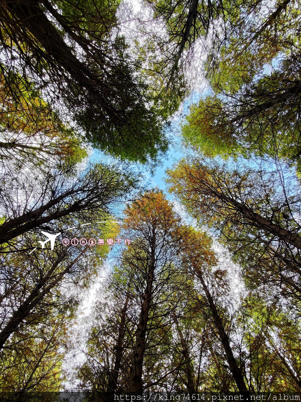 ［八德 景點］ ［落羽松］南興落羽松森林