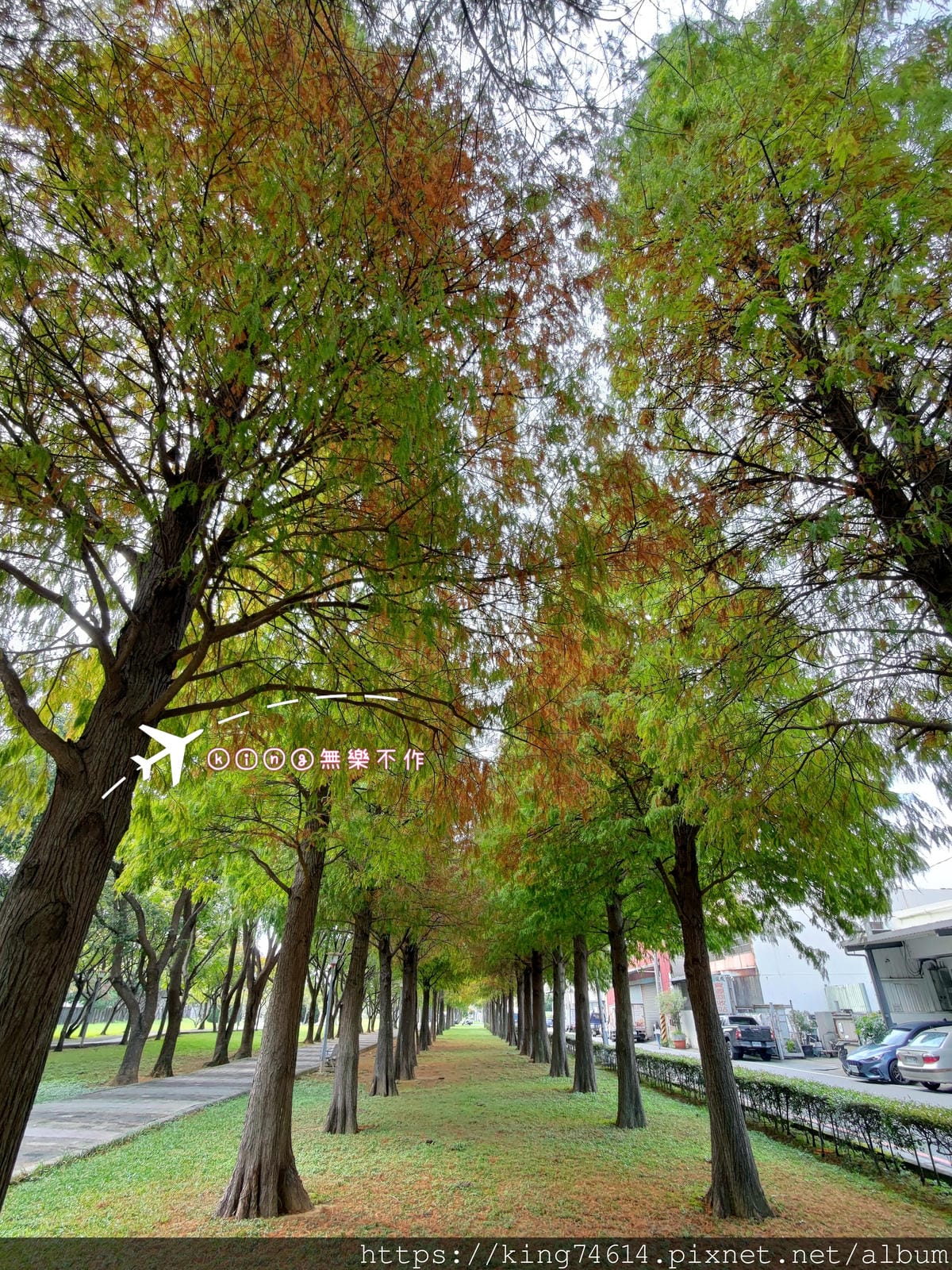 ［桃園 景點］［落羽松］隱藏在市區的落羽松~玉山公園