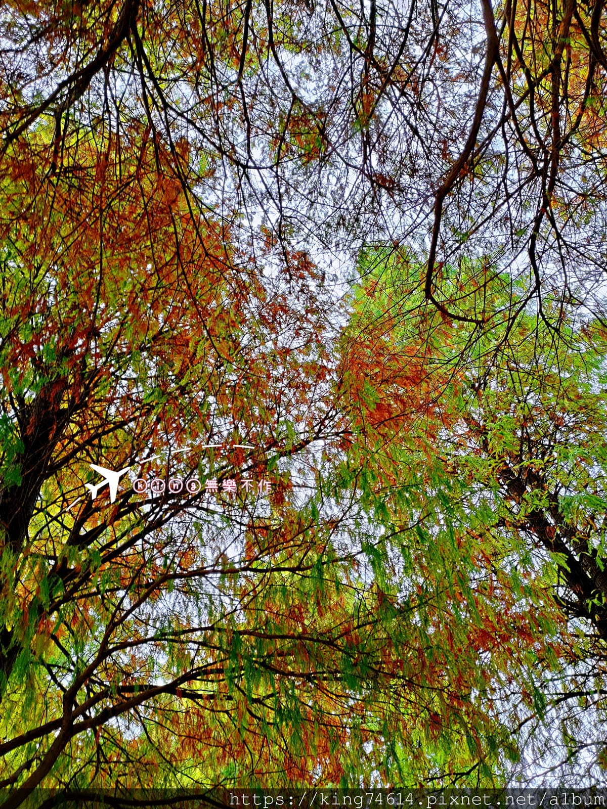 ［桃園 景點］［落羽松］隱藏在市區的落羽松~玉山公園