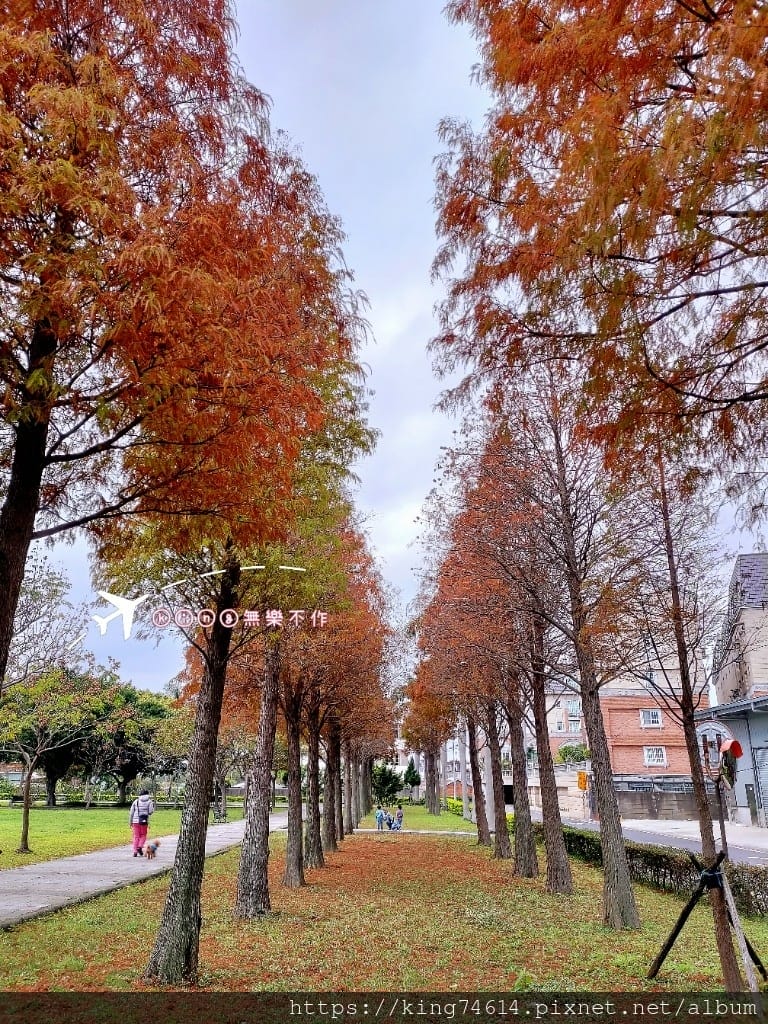 ［桃園 景點］［落羽松］隱藏在市區的落羽松~玉山公園