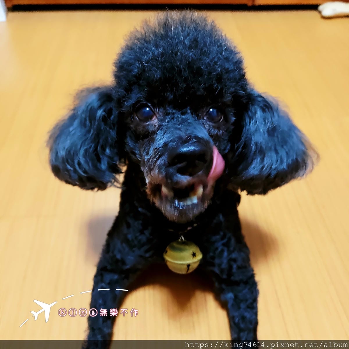 ［開箱］［寵物乾糧］ZIWI巔峰狗飼料中的王者，再也不怕狗狗挑食了!!