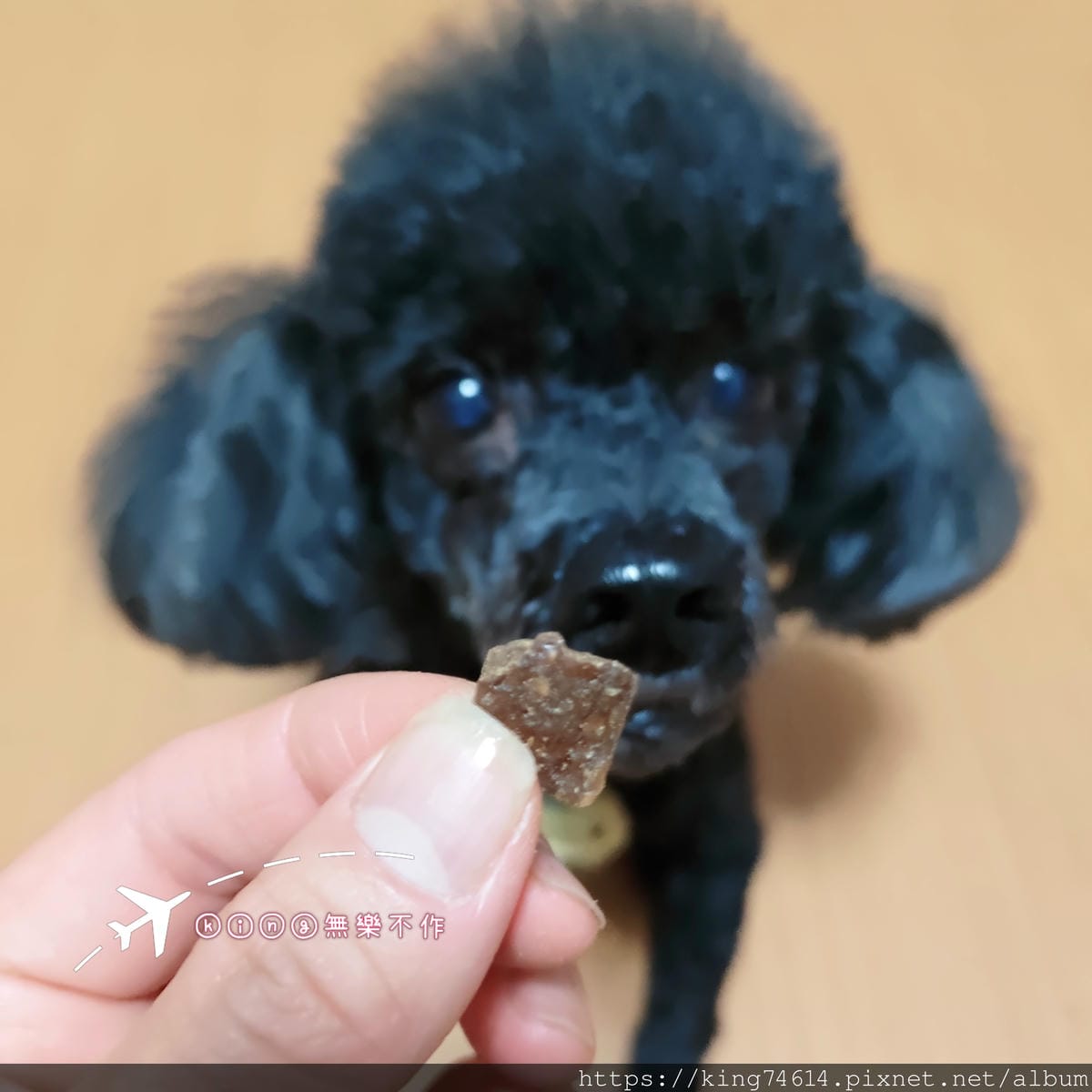 ［開箱］［寵物乾糧］ZIWI巔峰狗飼料中的王者，再也不怕狗狗挑食了!!