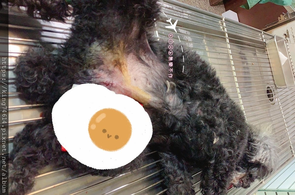 ［寵物］［生活］黑卜洗牙🦷體驗順便從男人變公公了