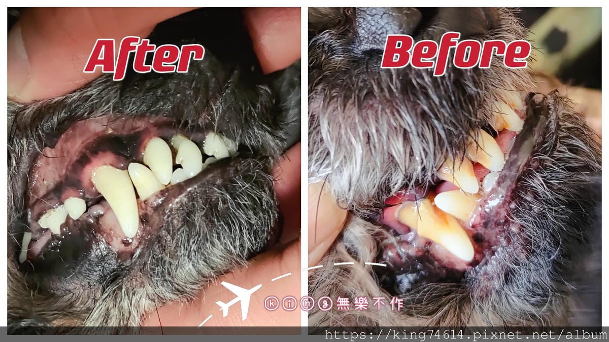 ［寵物］［生活］黑卜洗牙🦷體驗順便從男人變公公了