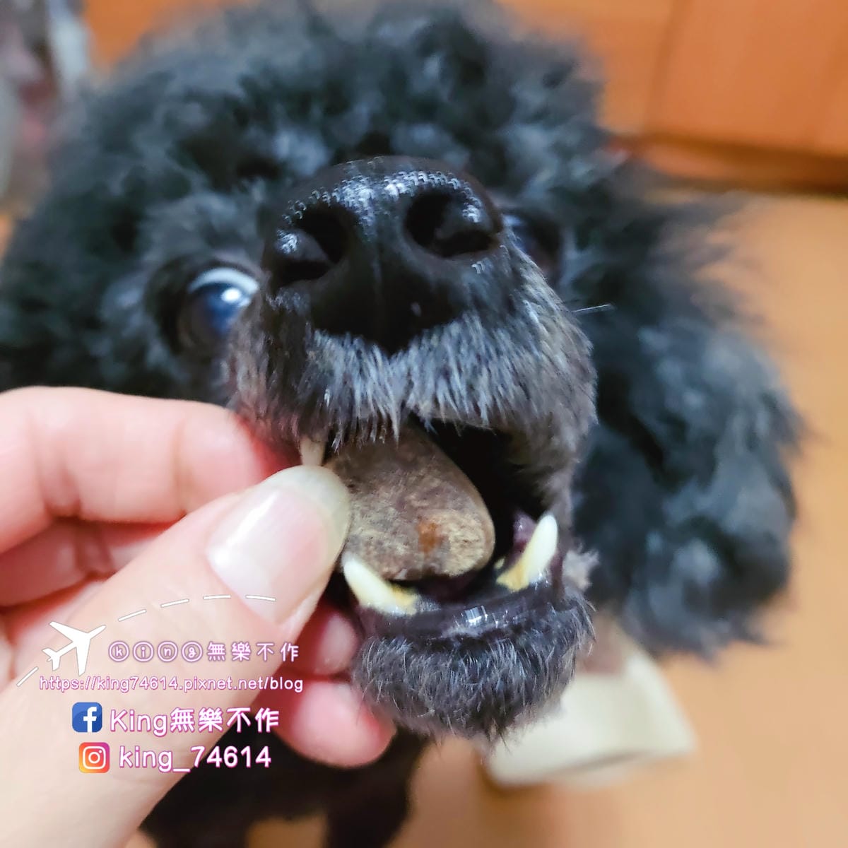 ［寵物 美食］貓你一犬-寵物凍乾 | 100%無添加 | 原肉製成低溫乾燥
