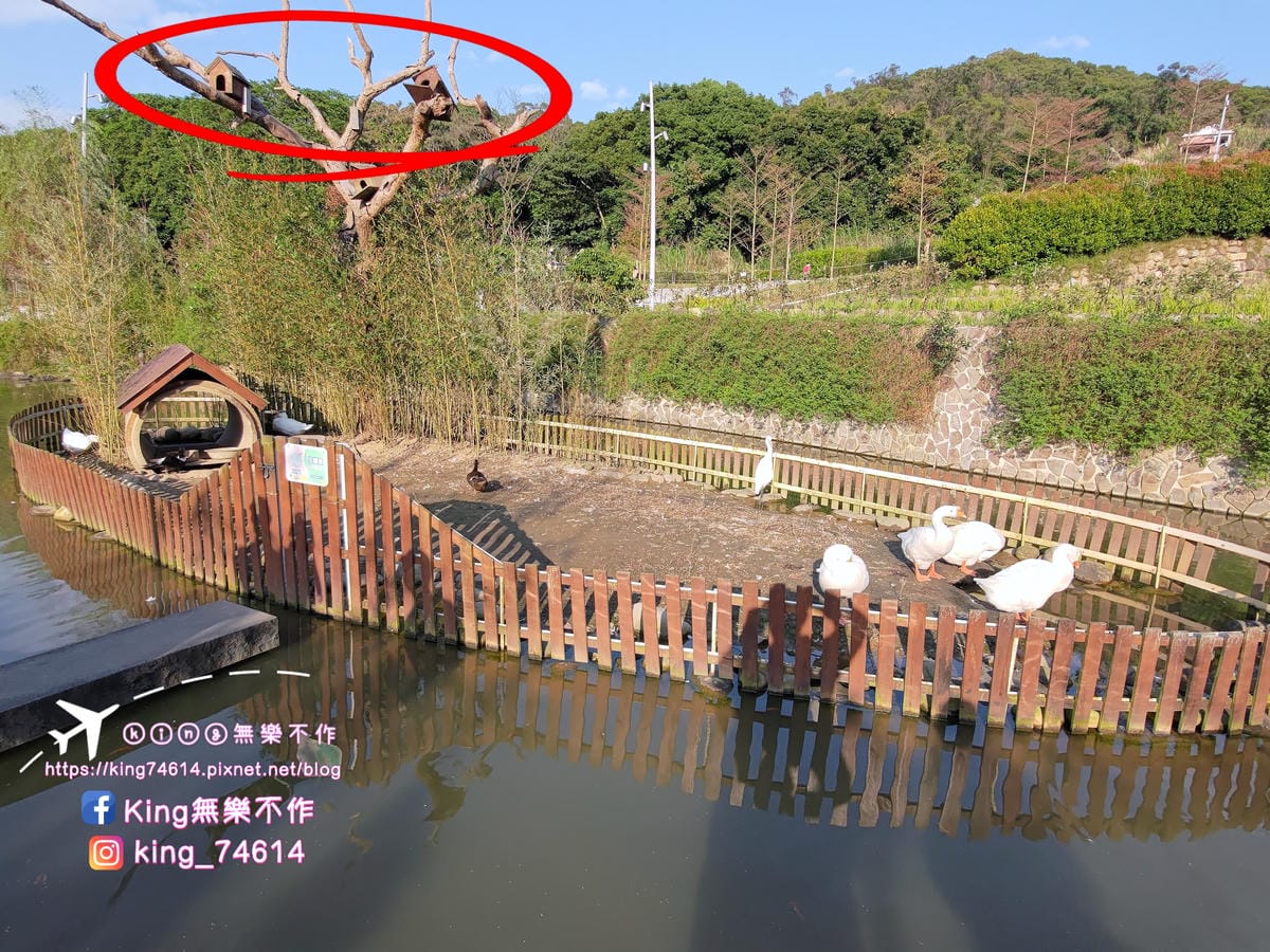 ［桃園 公園］大有梯田生態公園 | 勇闖九關挑戰體能極限 | 親子滑梯&溜索滑梯 | 遛小孩放電好去處