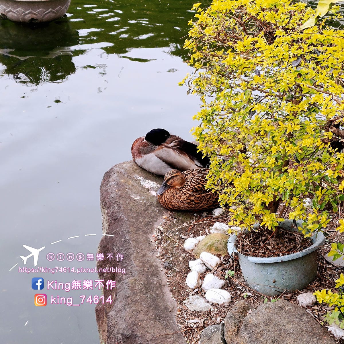 〔宗教巡禮〕〔龜山〕壽山巖觀音寺 | 🌟重點是櫻花園目前開5