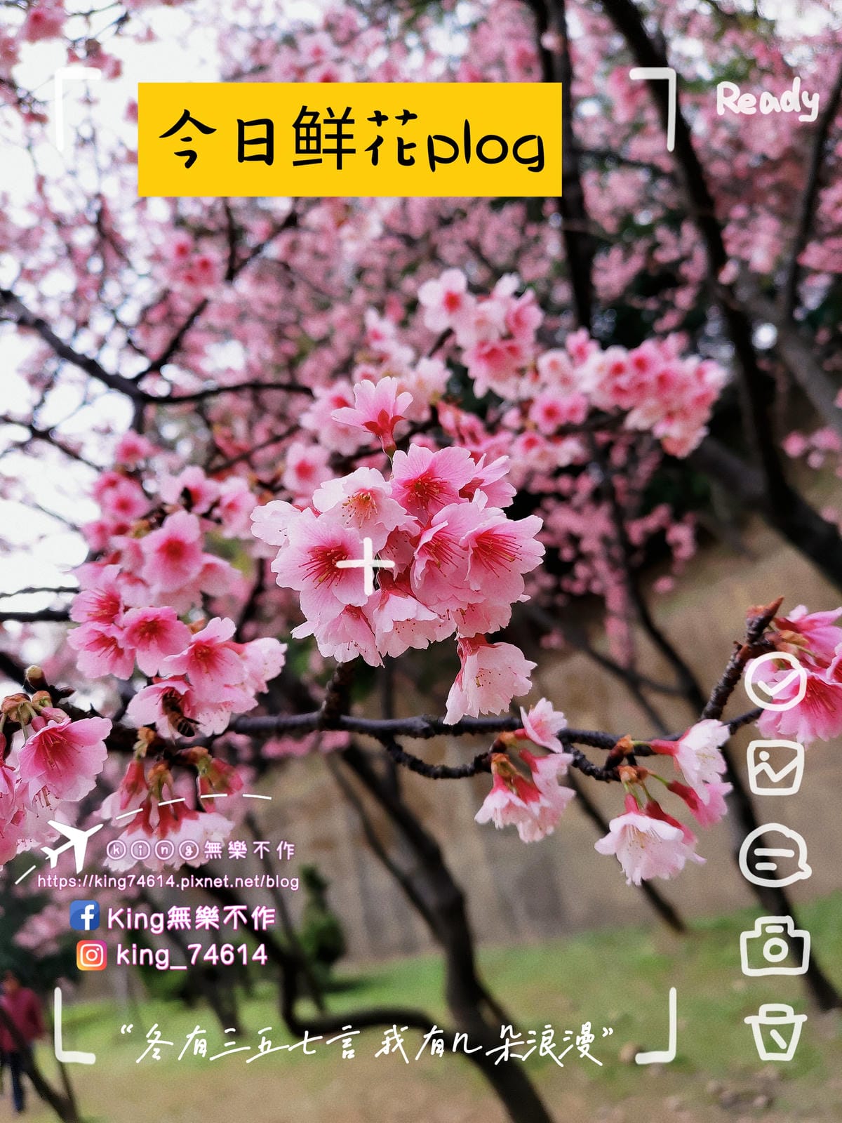 〔宗教巡禮〕〔龜山〕壽山巖觀音寺 | 🌟重點是櫻花園目前開5