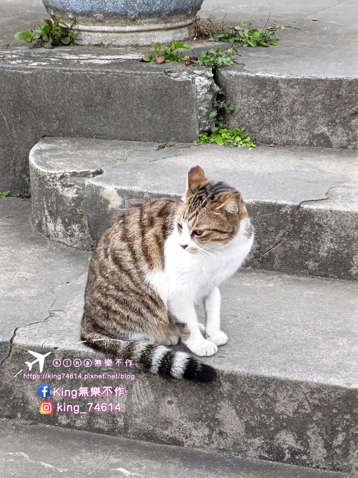 〔宗教巡禮〕〔龜山〕壽山巖觀音寺 | 🌟重點是櫻花園目前開5