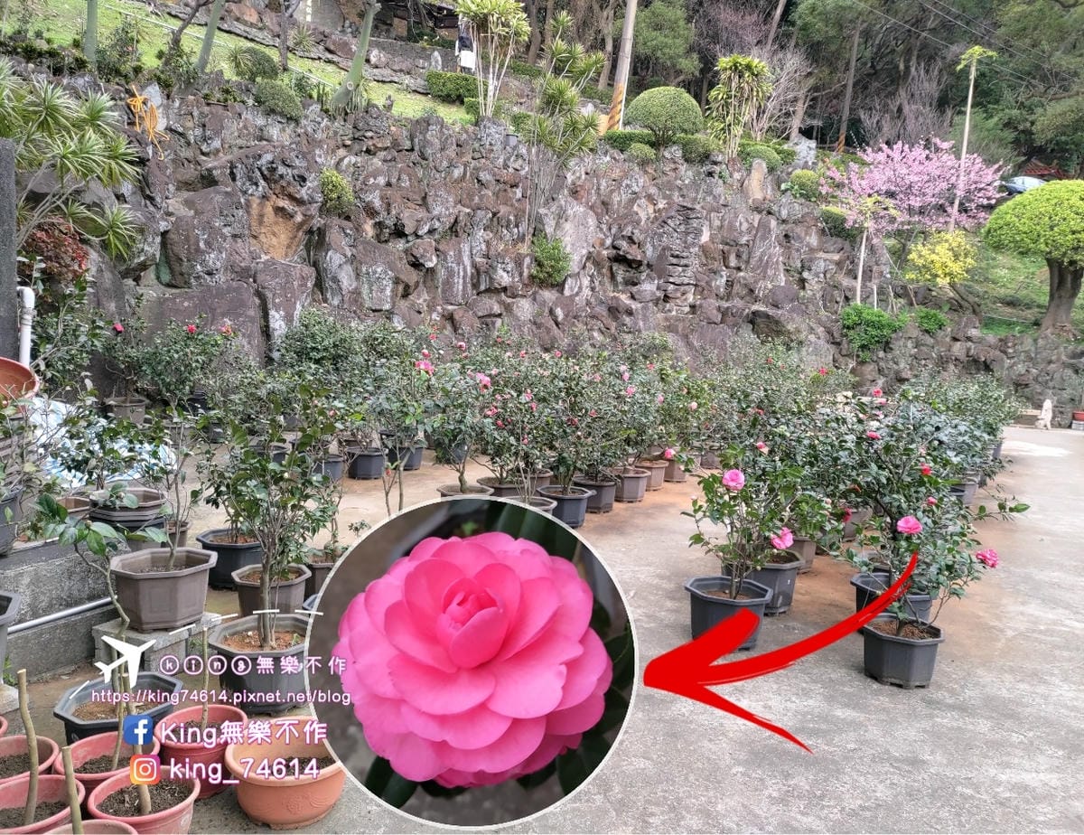 〔宗教巡禮〕〔龜山〕壽山巖觀音寺 | 🌟重點是櫻花園目前開5