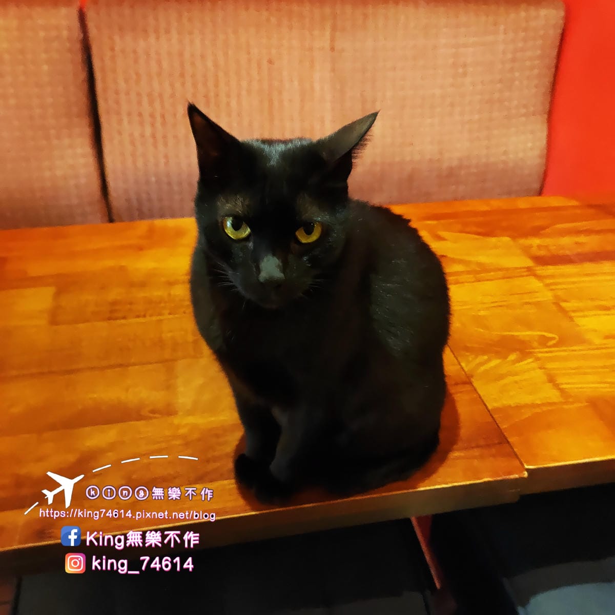 ［台北 美食］貓妝自家烘焙咖啡館 | 😻喵星人坐檯還可以擼貓