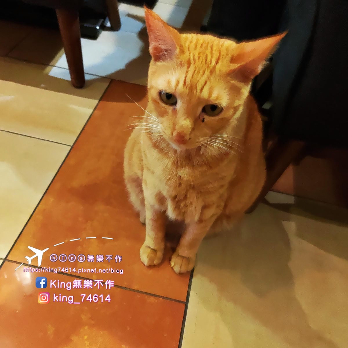 ［台北 美食］貓妝自家烘焙咖啡館 | 😻喵星人坐檯還可以擼貓