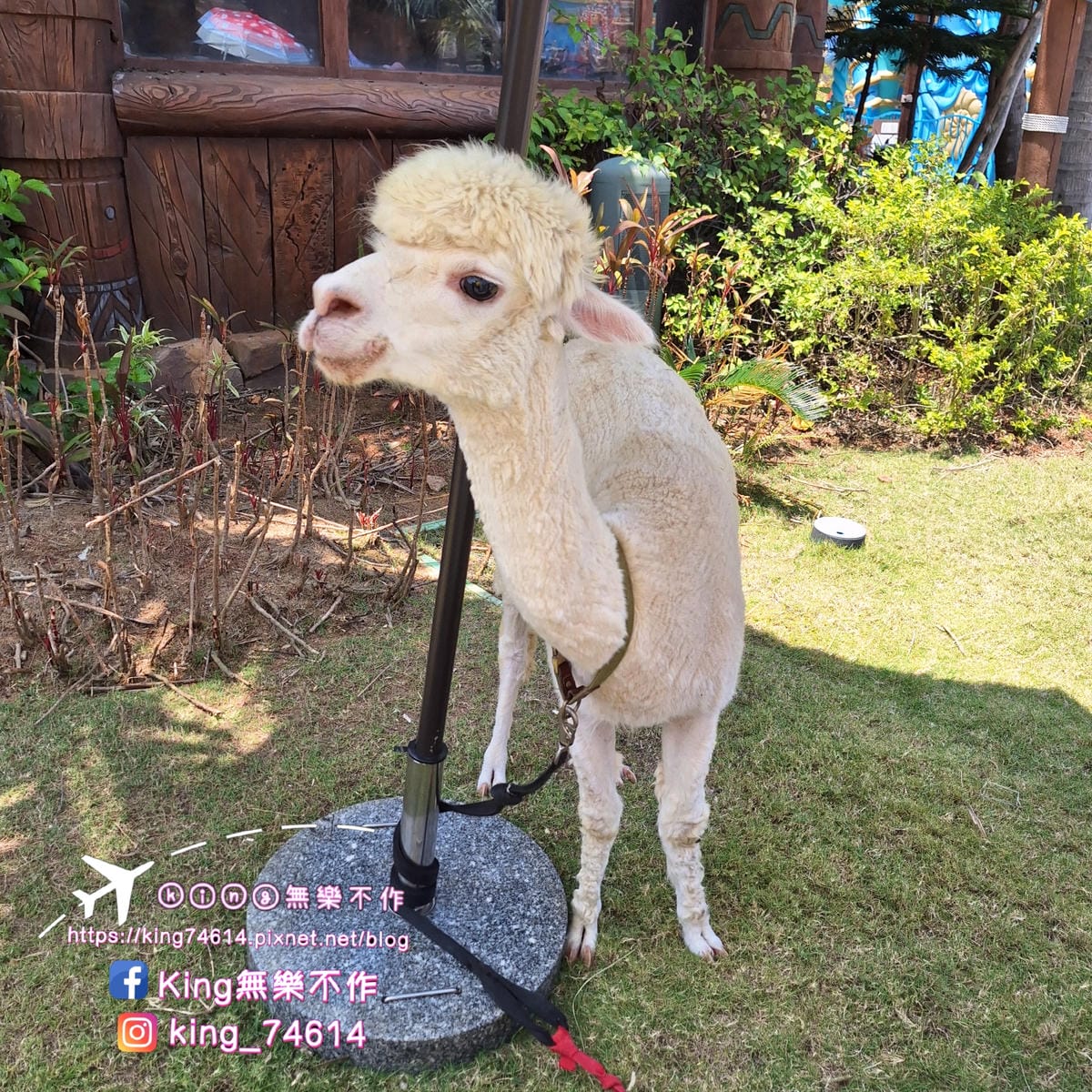 〔中國 海南〕海花島海洋樂園｜奇幻互動體驗式大型極地海洋公園
