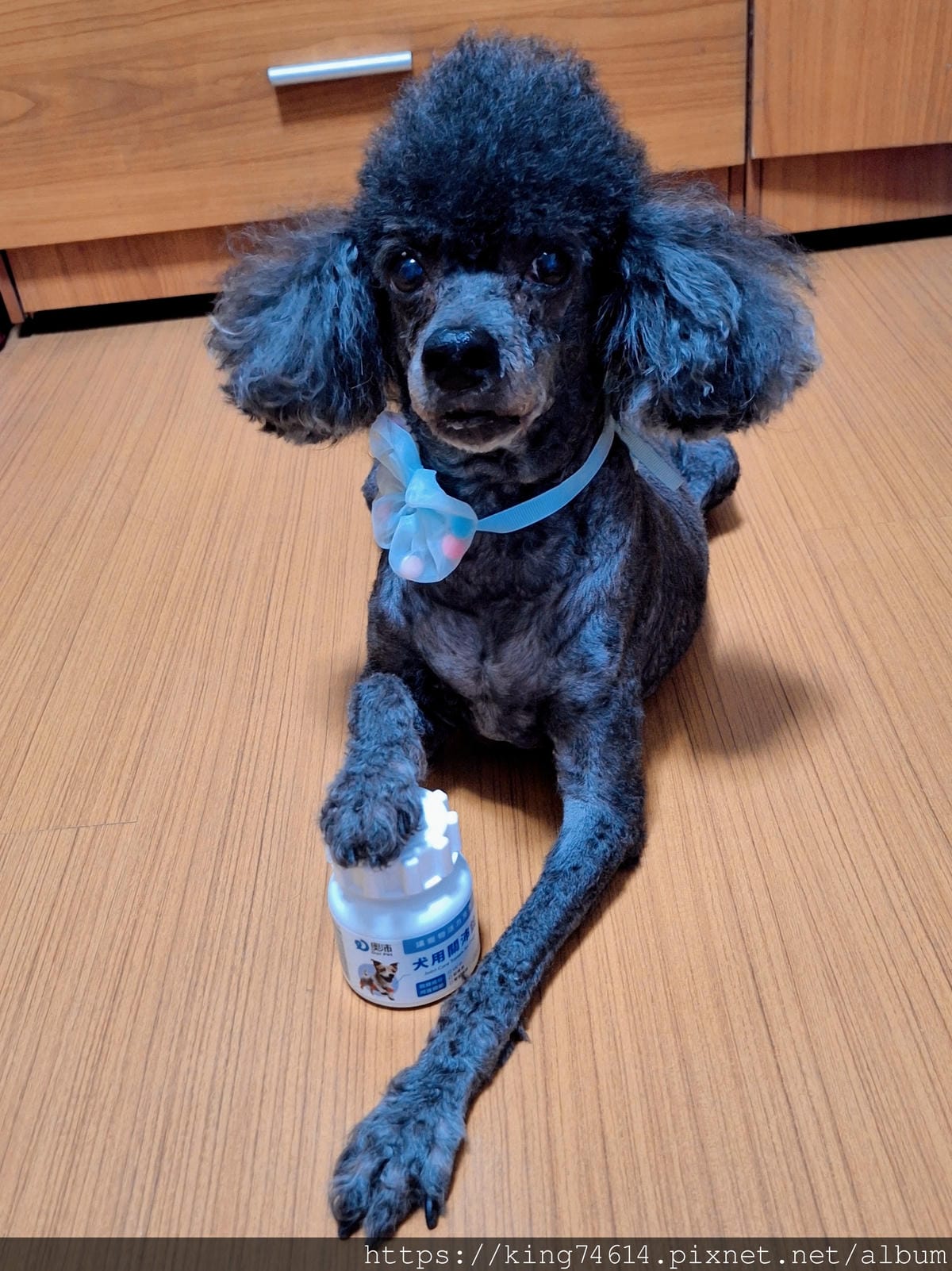 〔寵物 日常〕奧沛OurPet 關沛錠|🐶黑卜的銀髮日常|🐶 〔寵物 日常〕奧沛OurPet 關沛錠|🐶黑卜的銀髮日常|🐶