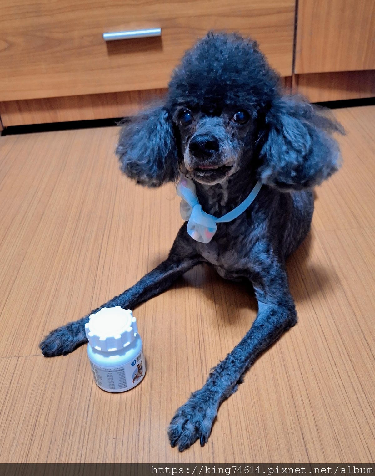 〔寵物 日常〕奧沛OurPet 關沛錠|🐶黑卜的銀髮日常|🐶 〔寵物 日常〕奧沛OurPet 關沛錠|🐶黑卜的銀髮日常|🐶