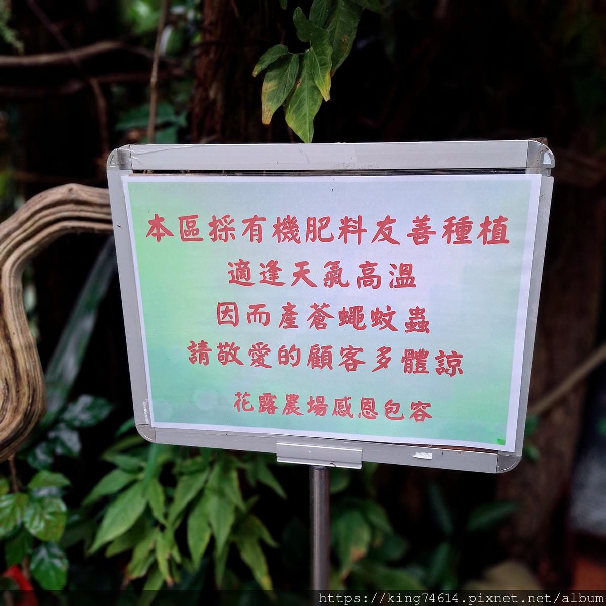 〔苗栗 景點〕花露休閒農場|繡球花季必訪|森林系下午茶、精油 〔苗栗 景點〕花露休閒農場|繡球花季必訪|森林系下午茶、精油