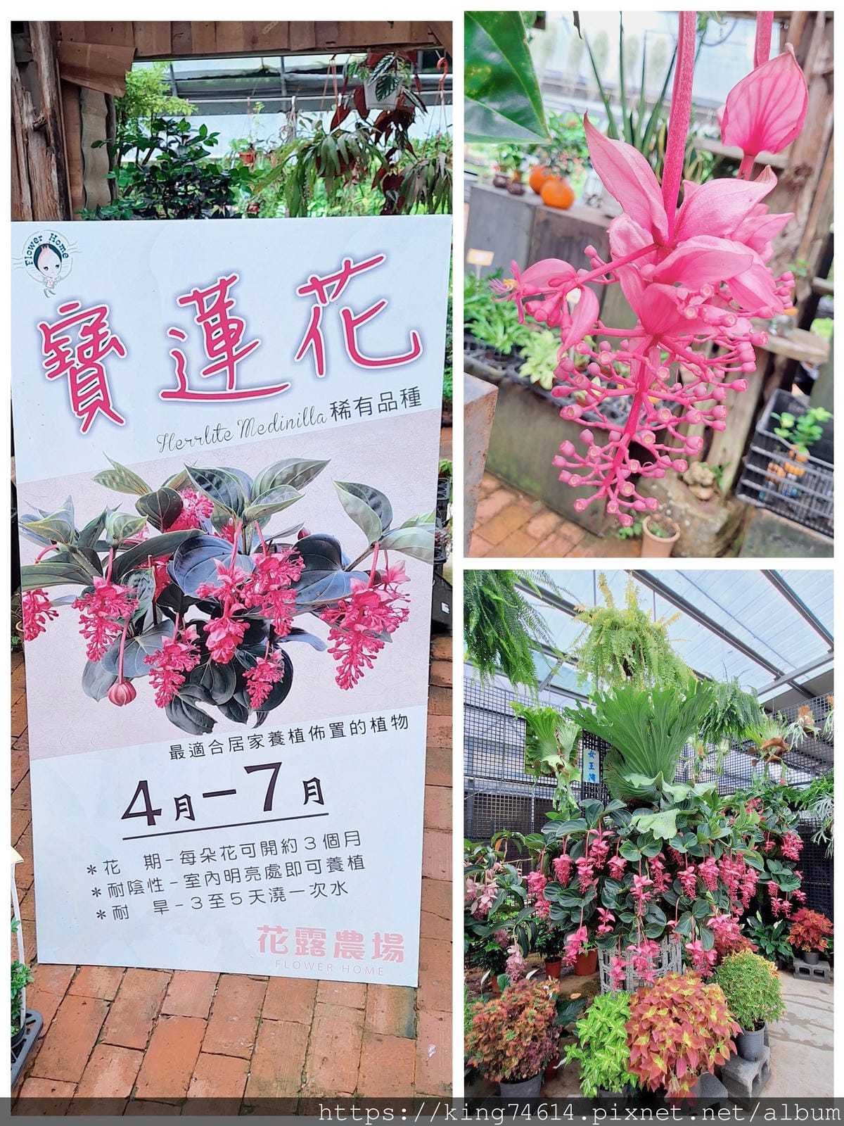 〔苗栗 景點〕花露休閒農場|繡球花季必訪|森林系下午茶、精油 〔苗栗 景點〕花露休閒農場|繡球花季必訪|森林系下午茶、精油