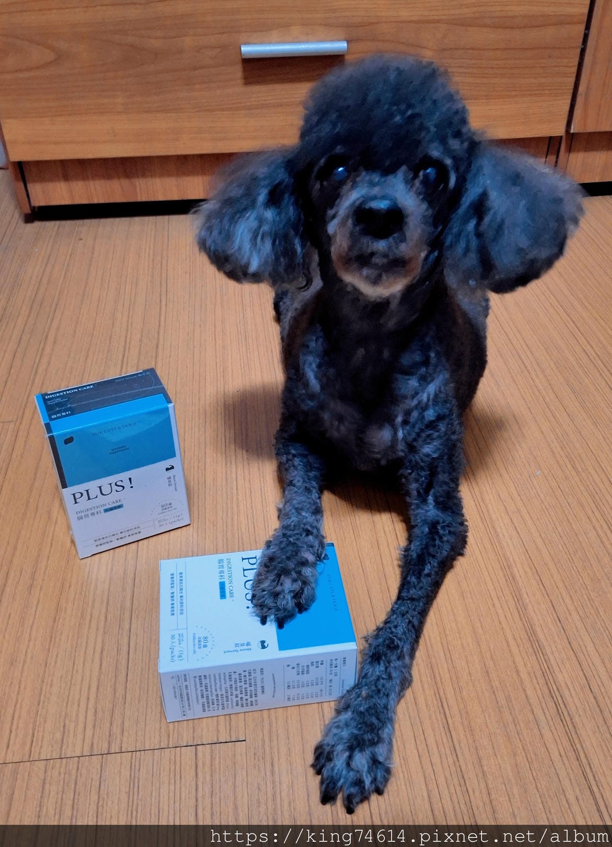 〔寵物 開箱〕喵皇奴 PLUS!腸胃專科|高齡犬也適合的益生 〔寵物 開箱〕喵皇奴 PLUS!腸胃專科|高齡犬也適合的益生