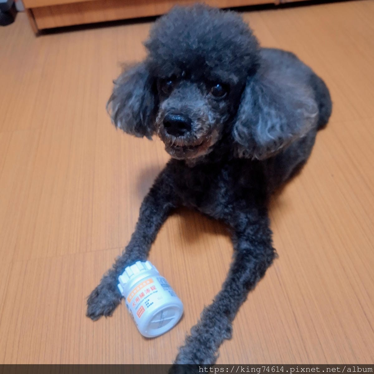 〔狗狗腸胃保健推薦〕奧沛 OurPet 犬用腸沛錠｜寵物保健