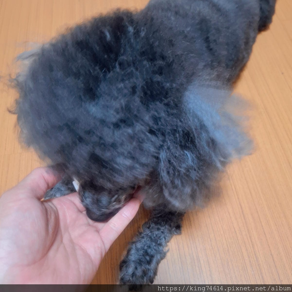 〔狗狗腸胃保健推薦〕奧沛 OurPet 犬用腸沛錠｜寵物保健