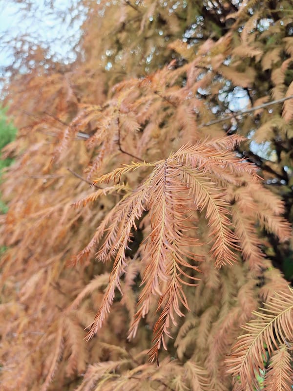 〔新北 美食〕鳶山紅樓|離城市最近的世外桃源,藏在山林裡的無菜單料理饗宴,一吃就想再回訪 - 第25張圖 〔新北 美食〕鳶山紅樓|離城市最近的世外桃源,藏在山林裡的無菜單料理饗宴,一吃就想再回訪