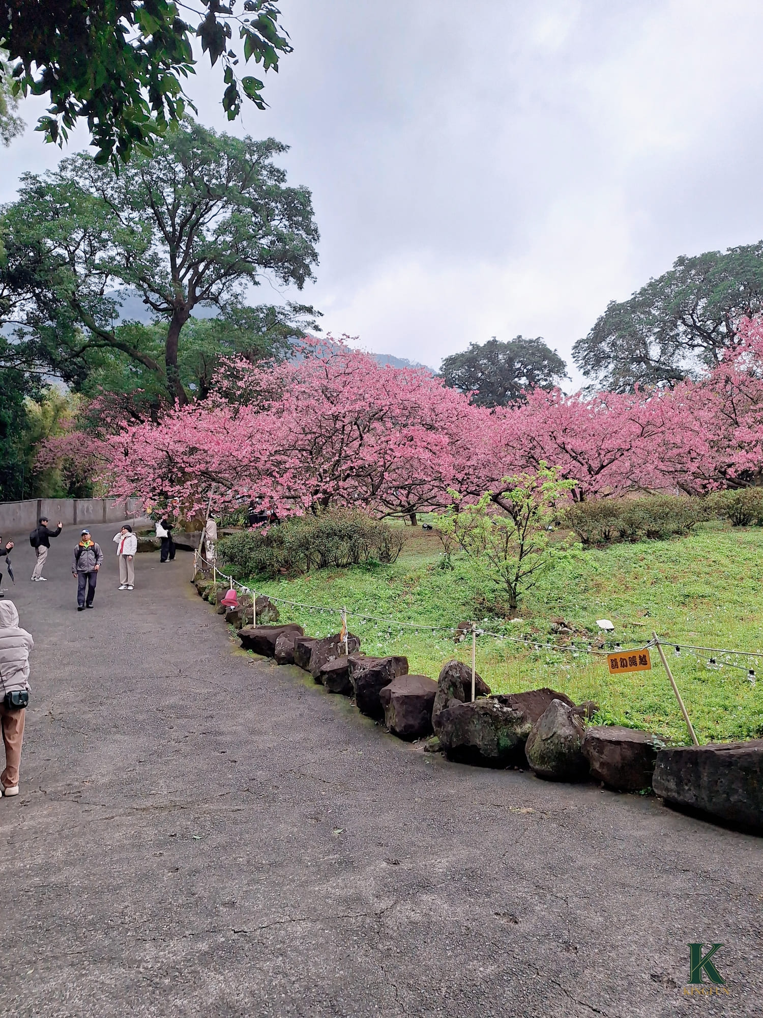 〔新北 景點〕2026天元宮櫻花園區|現在去櫻花🌸開了嗎?實際開花狀況分享 - 第6張圖 〔新北 景點〕2026天元宮櫻花園區|現在去櫻花🌸開了嗎?實際開花狀況分享