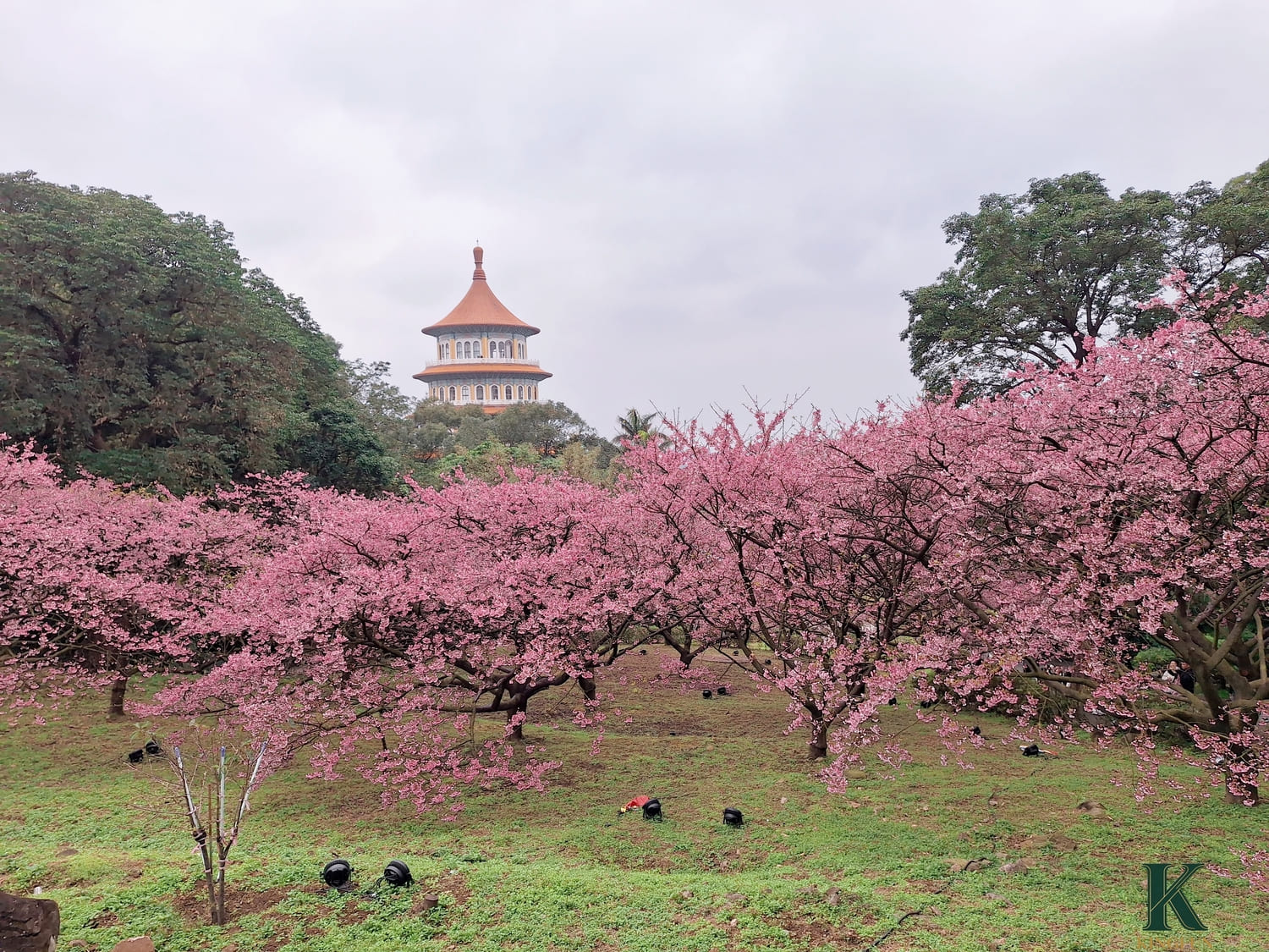 〔新北 景點〕2026天元宮櫻花園區|現在去櫻花🌸開了嗎?實際開花狀況分享 - 第10張圖 〔新北 景點〕2026天元宮櫻花園區|現在去櫻花🌸開了嗎?實際開花狀況分享