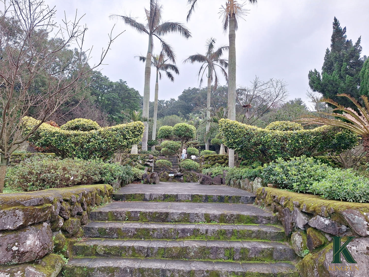 〔新北 景點〕2026天元宮櫻花園區|現在去櫻花🌸開了嗎?實際開花狀況分享 - 第14張圖 〔新北 景點〕2026天元宮櫻花園區|現在去櫻花🌸開了嗎?實際開花狀況分享