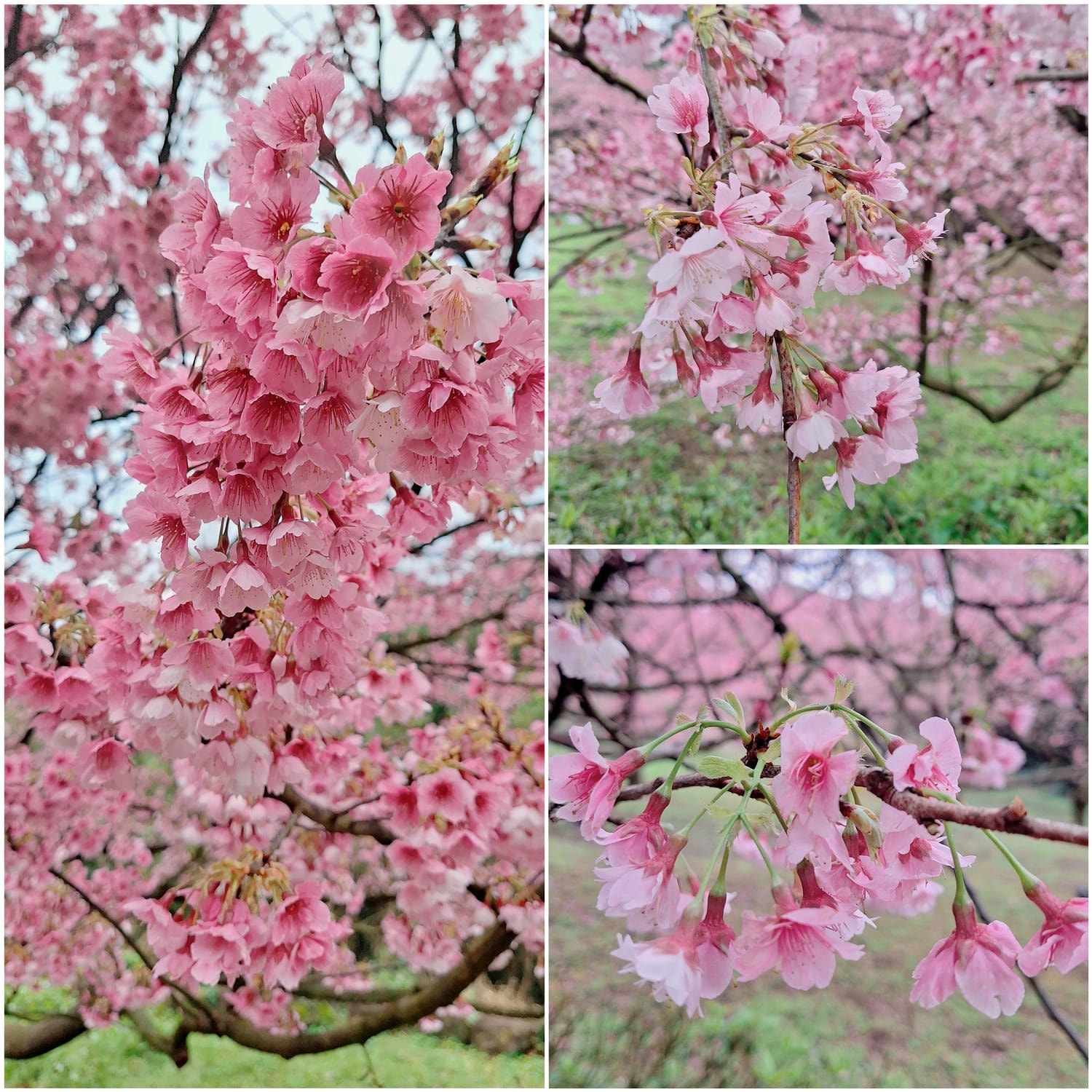 〔新北 景點〕2026天元宮櫻花園區|現在去櫻花🌸開了嗎?實際開花狀況分享 - 第9張圖 〔新北 景點〕2026天元宮櫻花園區|現在去櫻花🌸開了嗎?實際開花狀況分享