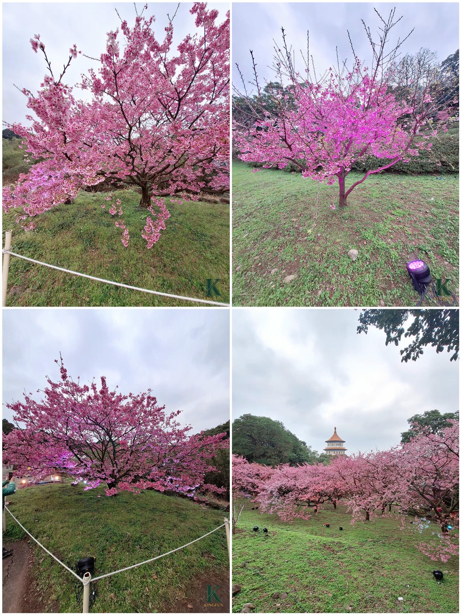 〔新北 景點〕2026天元宮櫻花園區|現在去櫻花🌸開了嗎?實際開花狀況分享 - 第13張圖 〔新北 景點〕2026天元宮櫻花園區|現在去櫻花🌸開了嗎?實際開花狀況分享