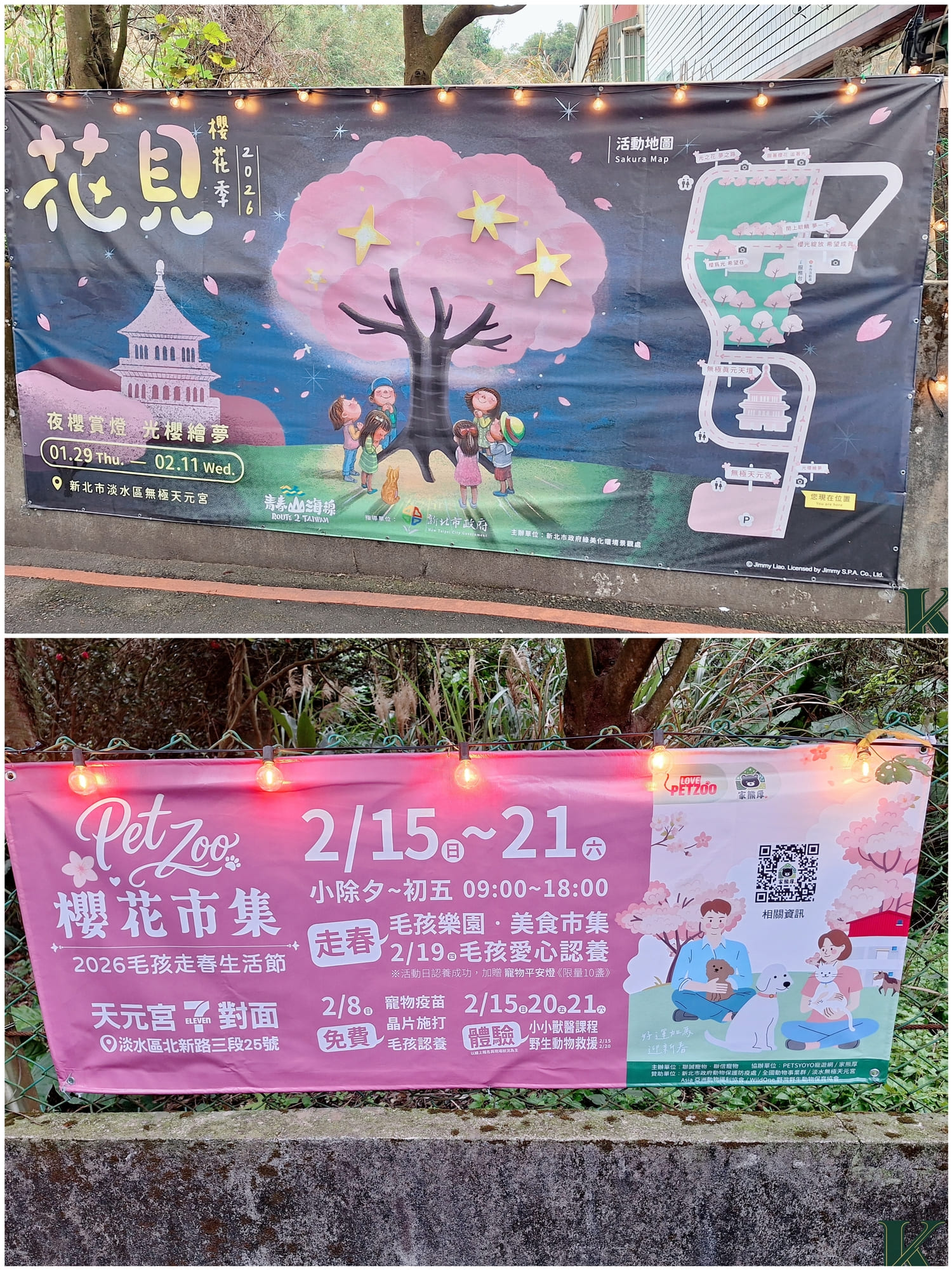 〔新北 景點〕2026天元宮櫻花園區|現在去櫻花🌸開了嗎?實際開花狀況分享 - 第2張圖 〔新北 景點〕2026天元宮櫻花園區|現在去櫻花🌸開了嗎?實際開花狀況分享